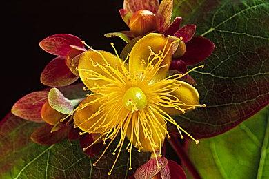 卡普空：《鬼泣5》销量突破五百万大关